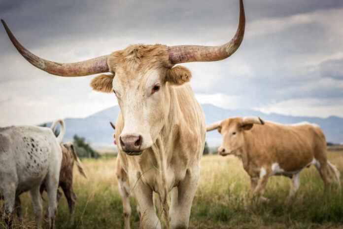 A,Herd,Of,Texas,Longhorn,Cattle,In,The,Open,Range
