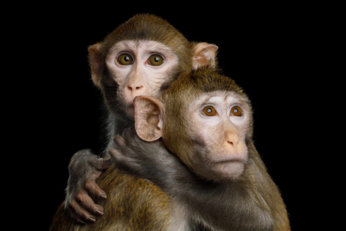 Portrait,Of,Two,Monkey,Hugging,,Crab-eating,And,Rhesus,Macaque,On