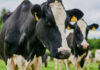 Close-up of a black and white dairy cow with ear tags in a green field