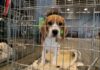 Judge Frees Alleged Dog Abuser beagle puppy in a metal crate