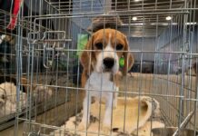 beagle puppy in a metal crate