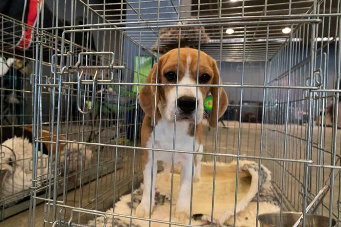 beagle puppy in a metal crate