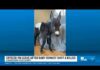 Outrage Erupts After Midnight Pasture Shooting Cedartown officer on leave after allegedly shooting baby donkey