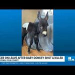 Outrage Erupts After Midnight Pasture Shooting Cedartown officer on leave after allegedly shooting baby donkey