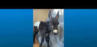 Cedartown officer on leave after allegedly shooting baby donkey