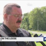 Deputies on hunt for loose lion, cub in Hancock/Madison counties
