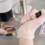 Gloved hands manipulating samples under a microscope in a petri dish