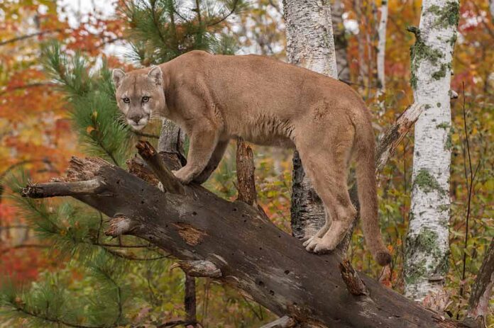 shutterstock_334925273 Cougar standing on a fallen tree in a birch forest